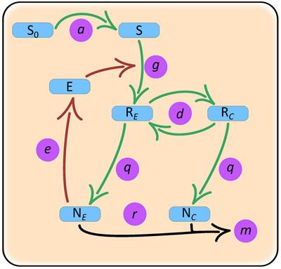 Cheating Promotes Coexistence in a Two-Species One-Substrate Culture Model